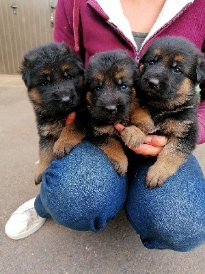 CHIOT