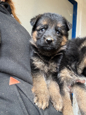 CHIOT 8