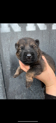 CHIOT