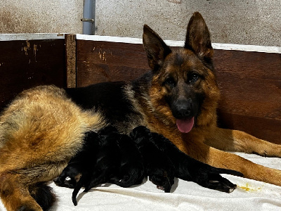 CHIOT poils long