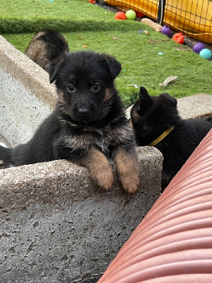CHIOT 6