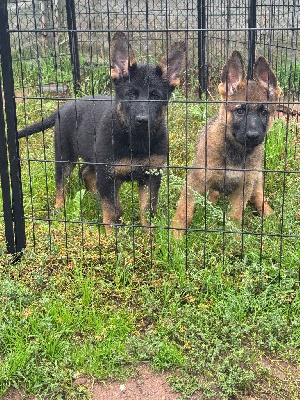 CHIOT 3