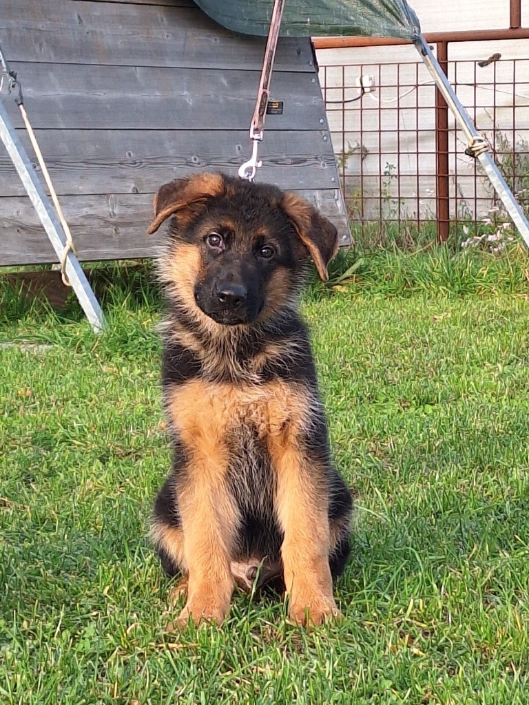 De La Tribu Des Plaines - Chiots disponibles - Berger Allemand
