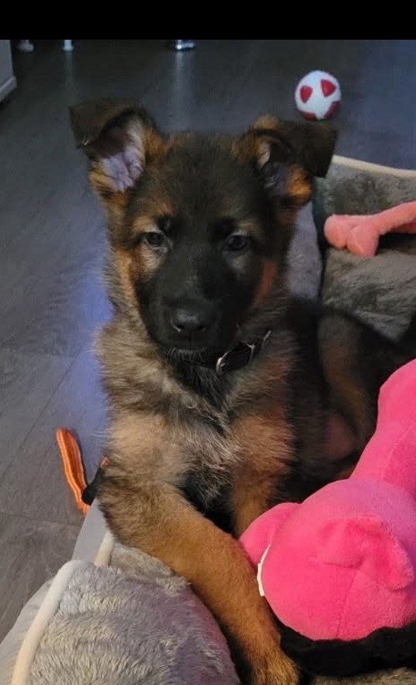 De La Tribu Des Plaines - Chiots disponibles - Berger Allemand