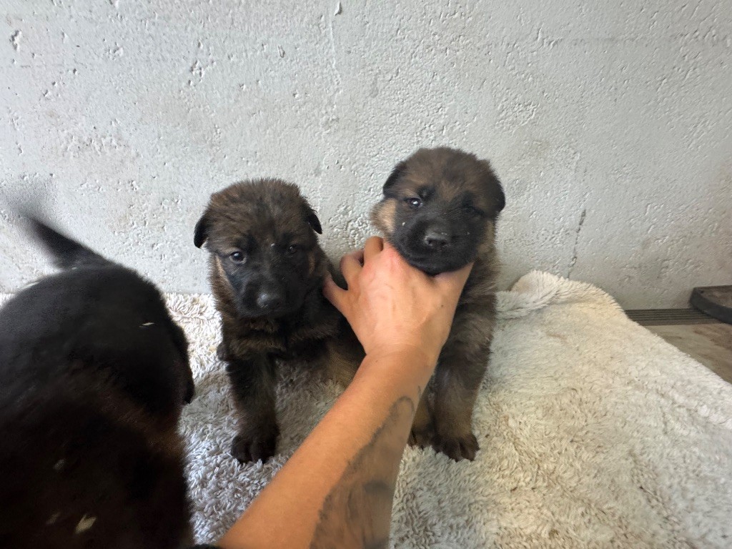 De La Tribu Des Plaines - Chiots disponibles - Berger Allemand