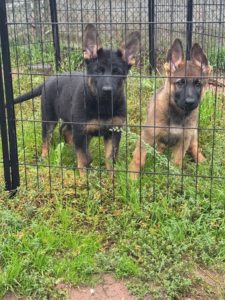 De La Tribu Des Plaines - Chiots disponibles - Berger Allemand